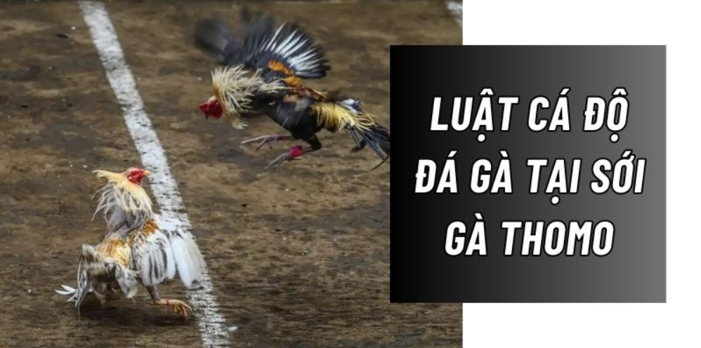 luật chơi và cách thức cá cược đá gà Thomo