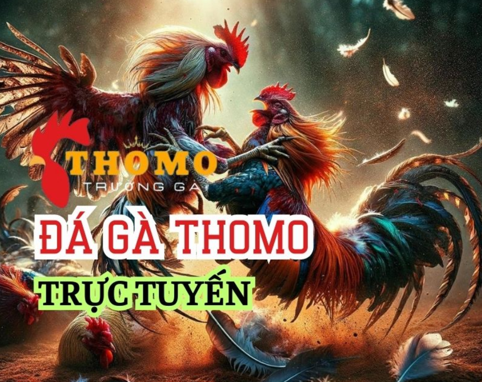 đá gà Thomo